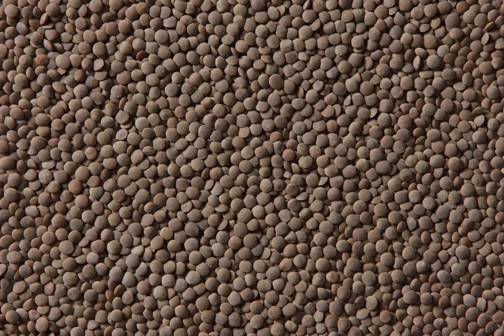 Whole Brwon Lentil 50 lb